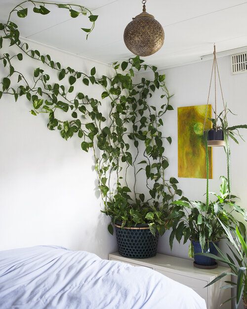 decoração boho com plantas