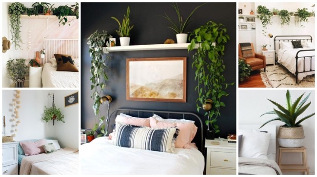 plantas pendentes no quarto
