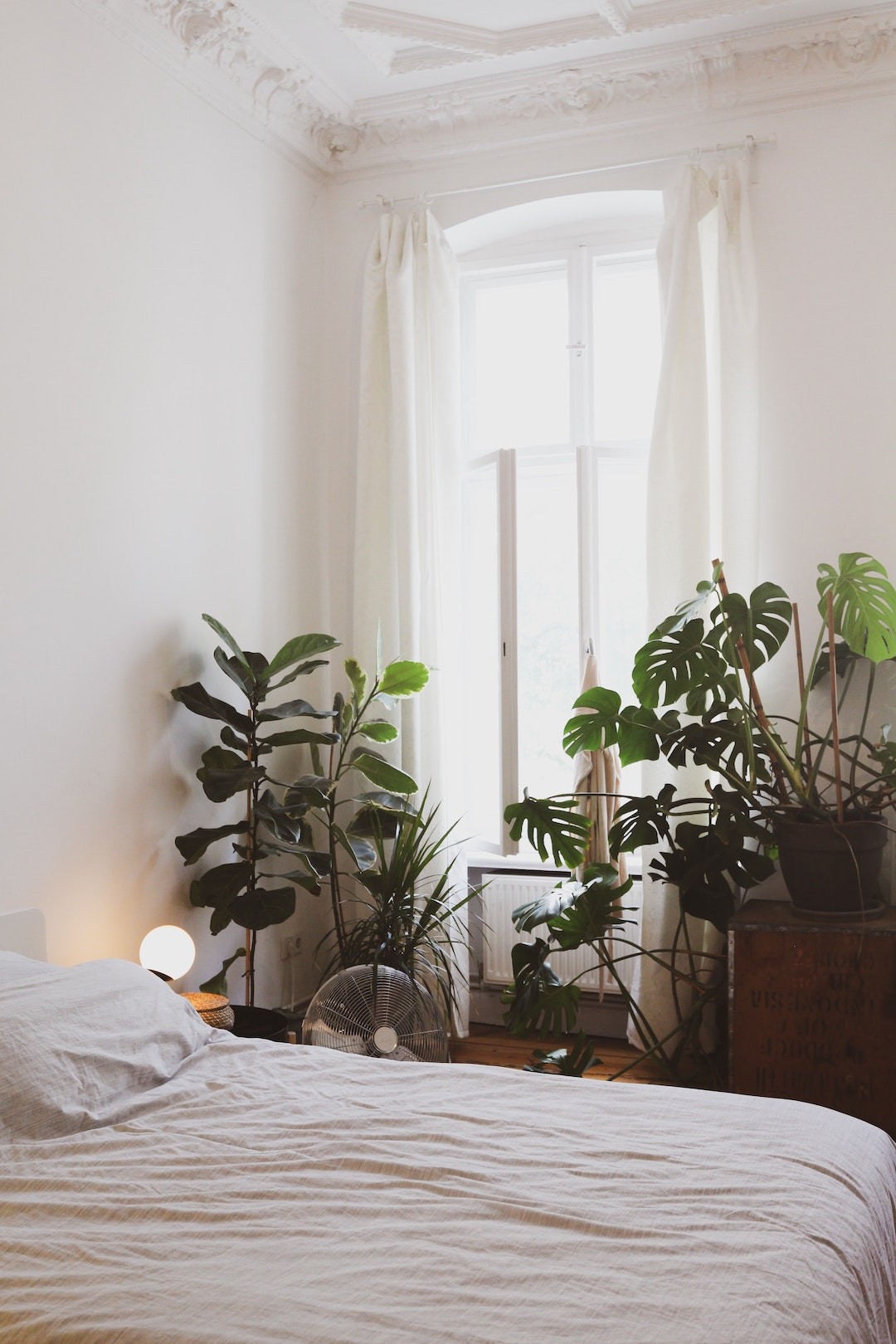 benefícios das plantas no quarto