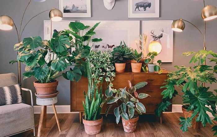 decoração de sala pequena com plantas