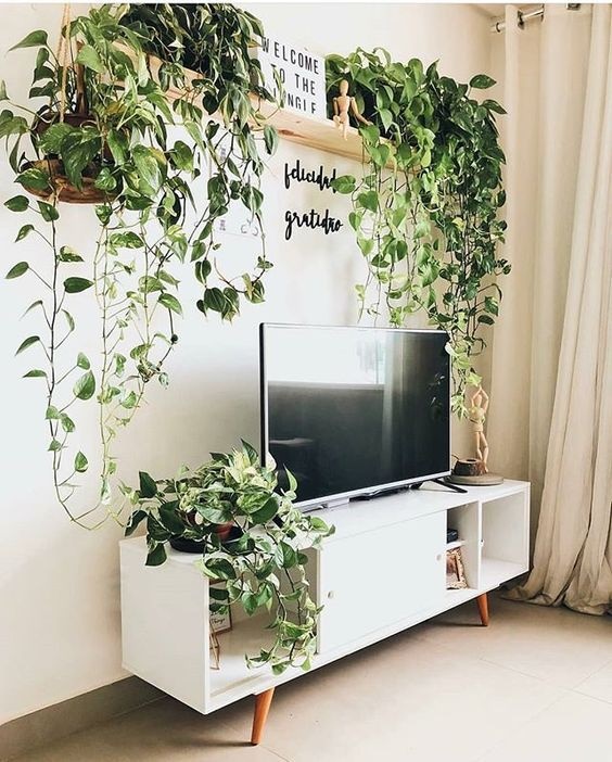 plantas pendentes ou de chão para sala pequena
