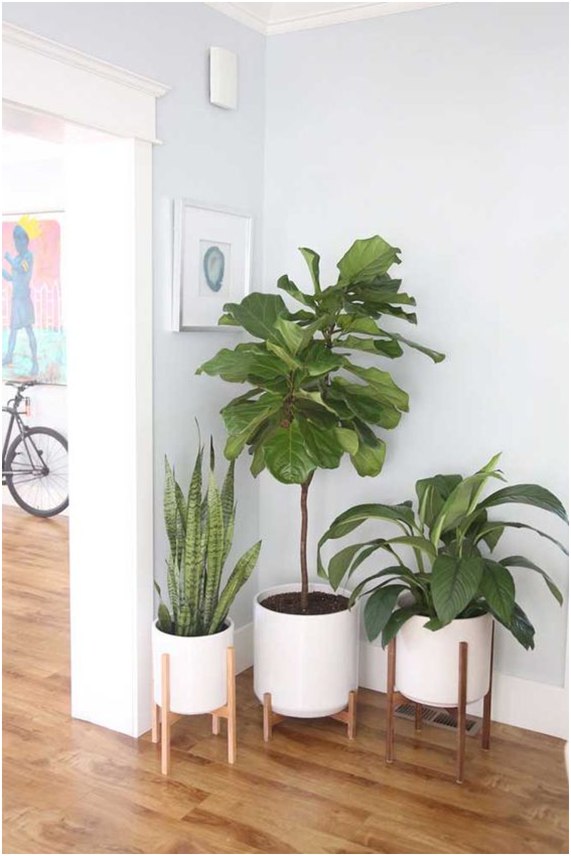 como cuidar zamioculca em sala com pouca luz