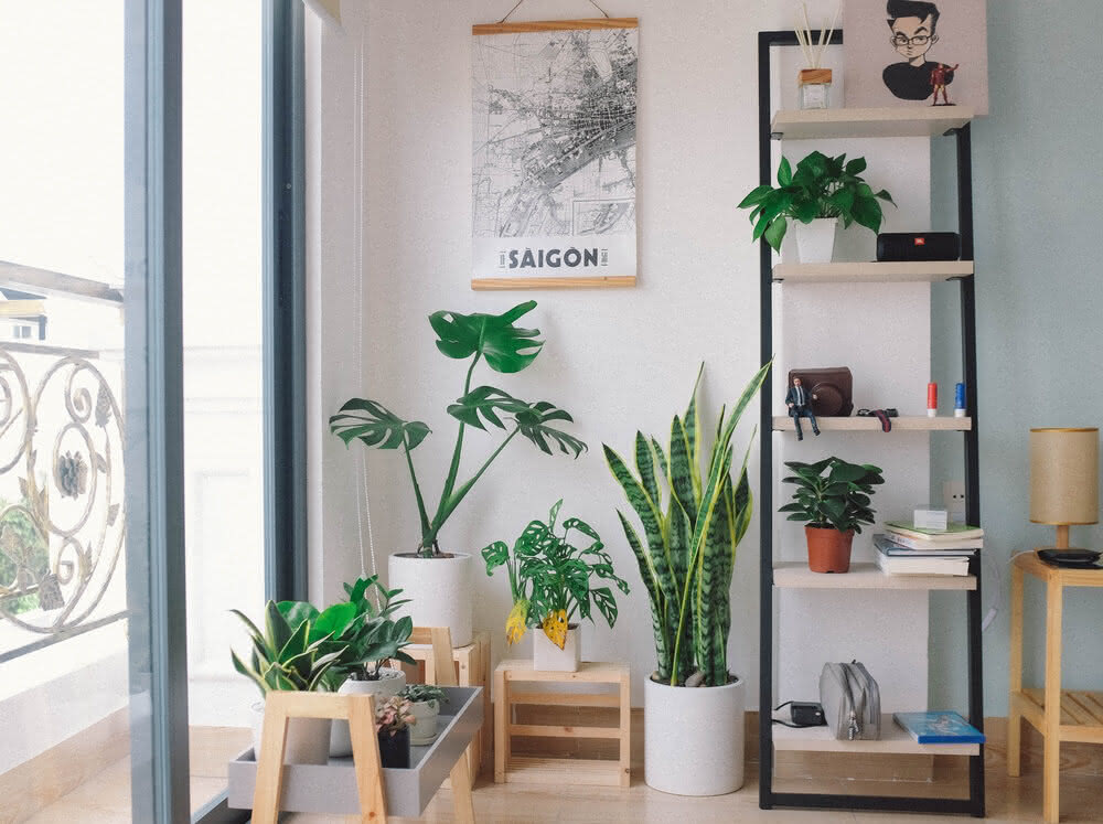 decoração de sala pequena com plantas