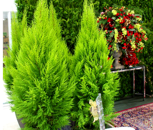 erros comuns ao decorar árvores naturais em casa