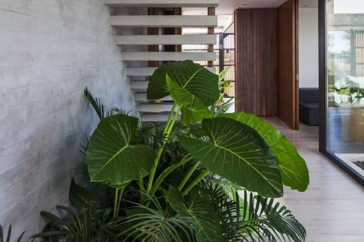 plantas para áreas com pouca luz