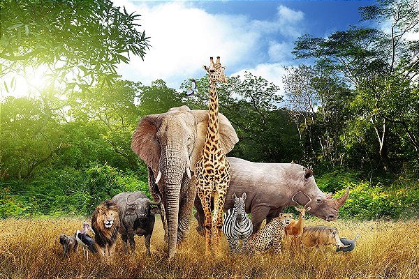 decoração inspirada na África do Sul