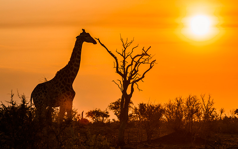 Requisitos de entrada na África do Sul para brasileiros em 2026