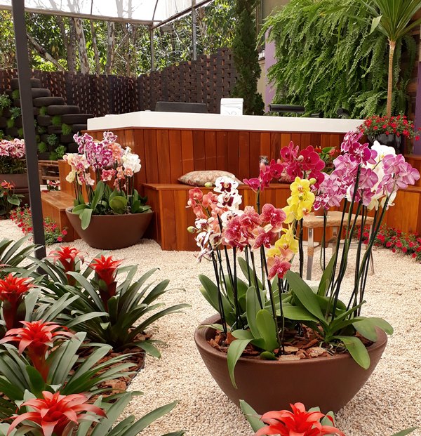 Orquídeas em Varandas: Dicas de Localização e Proteção