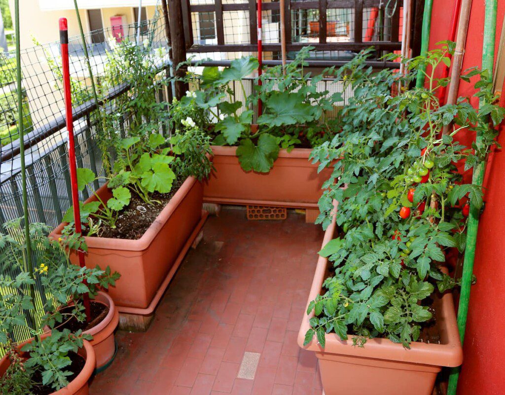 dicas para horta em apartamento