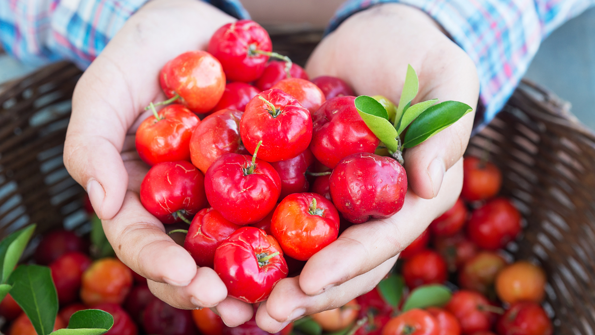 dicas para o cultivo de acerola