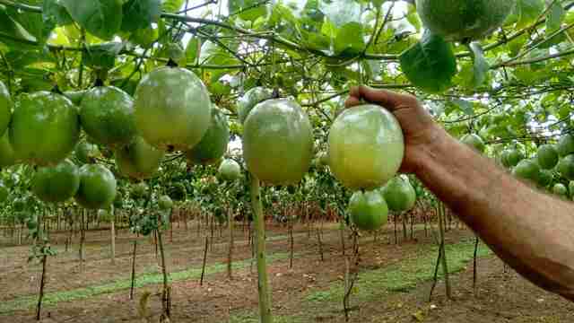 dicas para o cultivo de maracujá