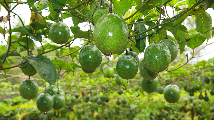 Guia Completo: Como Plantar Maracujá do Zero