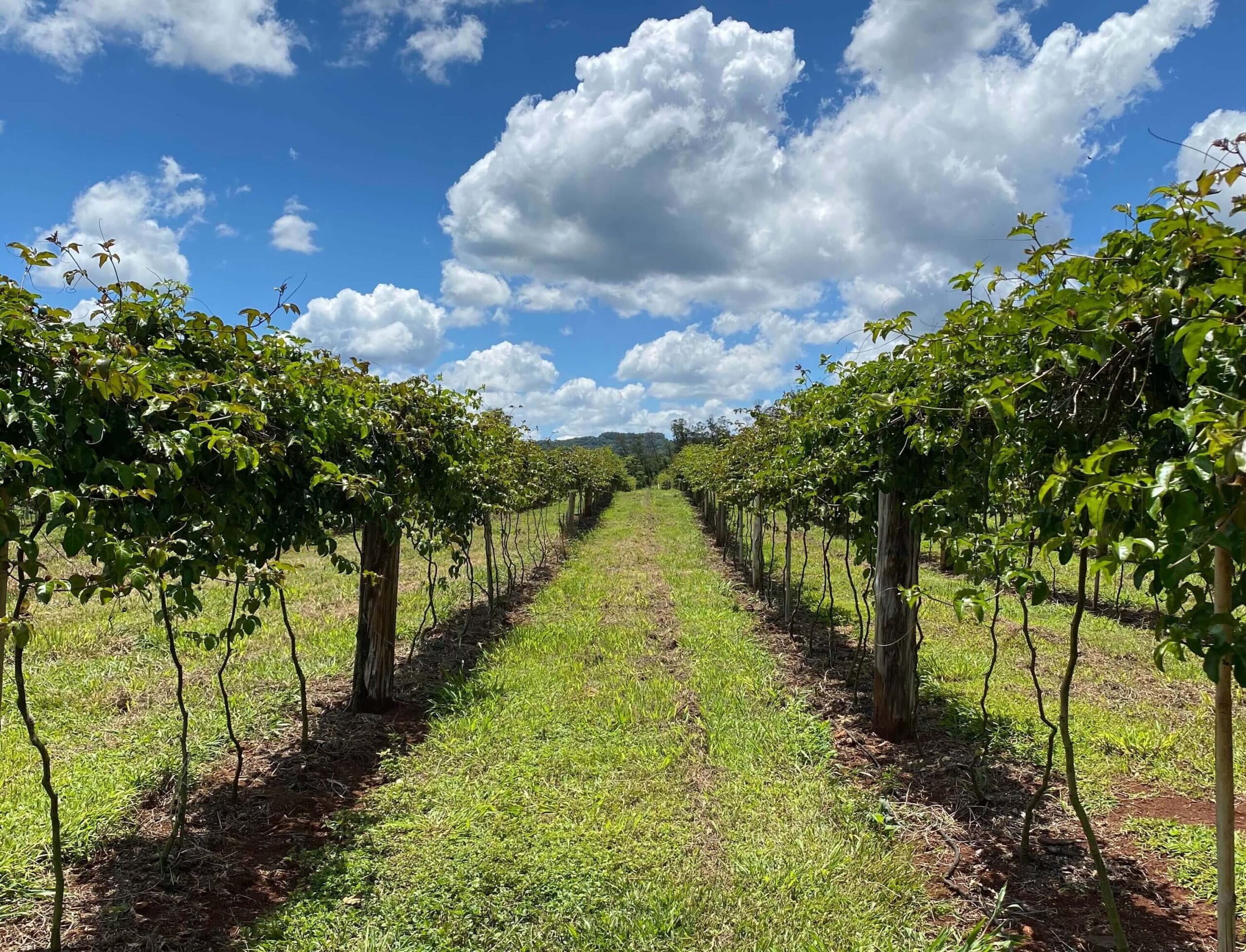Guia Completo: Como Plantar Maracujá do Zero
