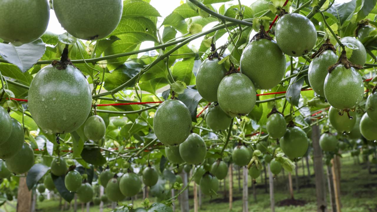 Os Segredos da Polinização do Maracujá para uma Colheita Abundante