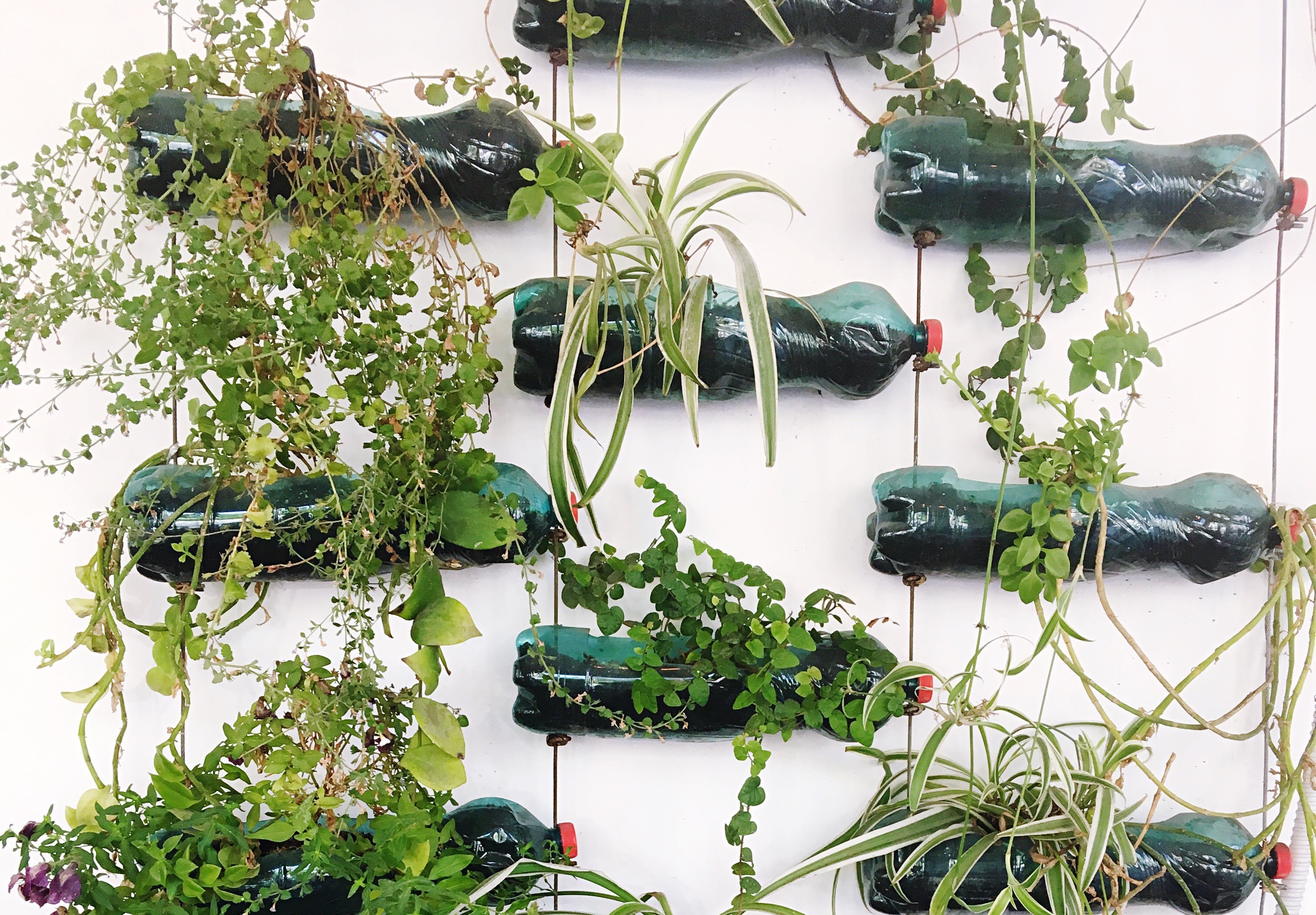 Plantas que amam água vs. plantas que preferem solo seco: Um guia