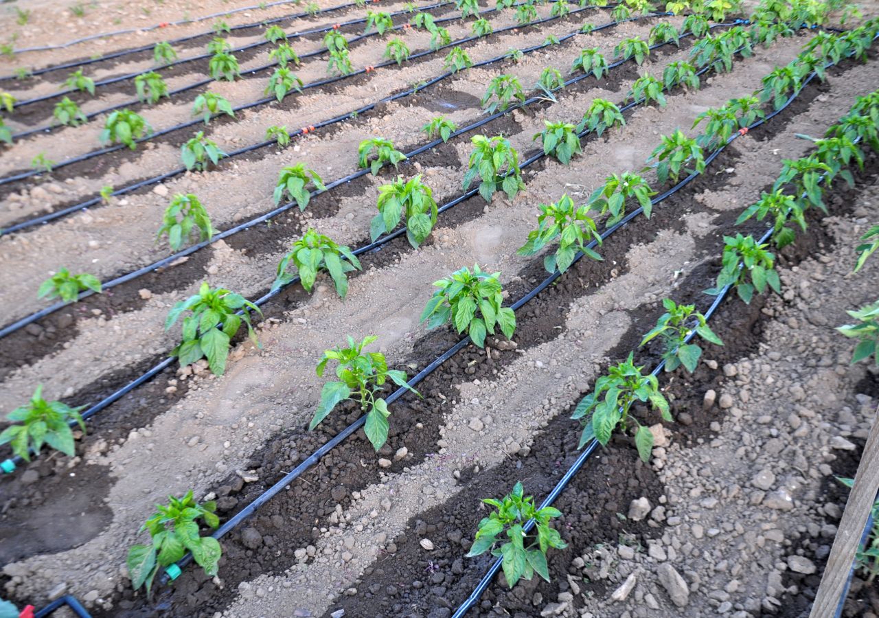 Benefícios da cobertura morta na horta e como aplicar