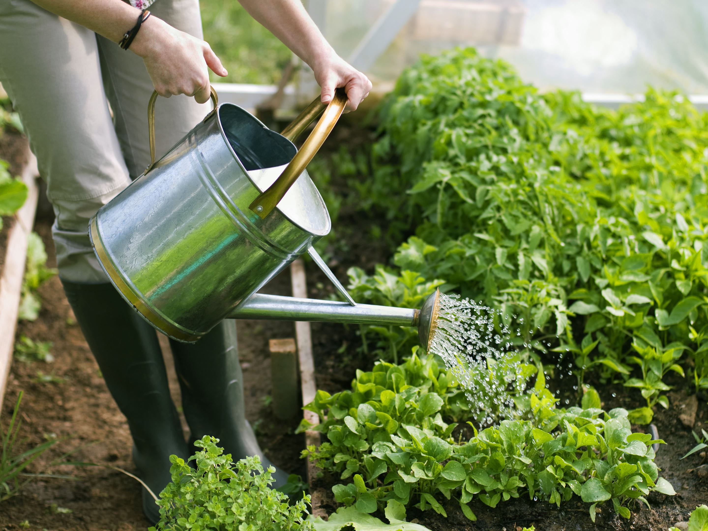 dicas para regar a horta corretamente