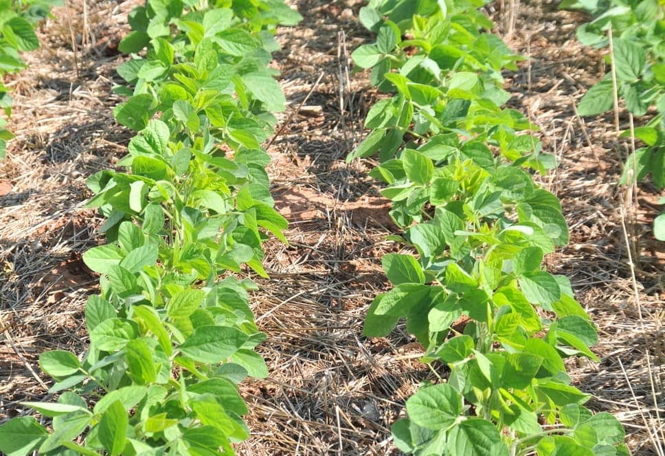 diferença entre adubação verde e química