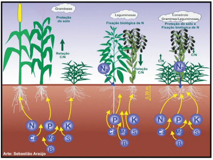 diferença entre adubação verde e química