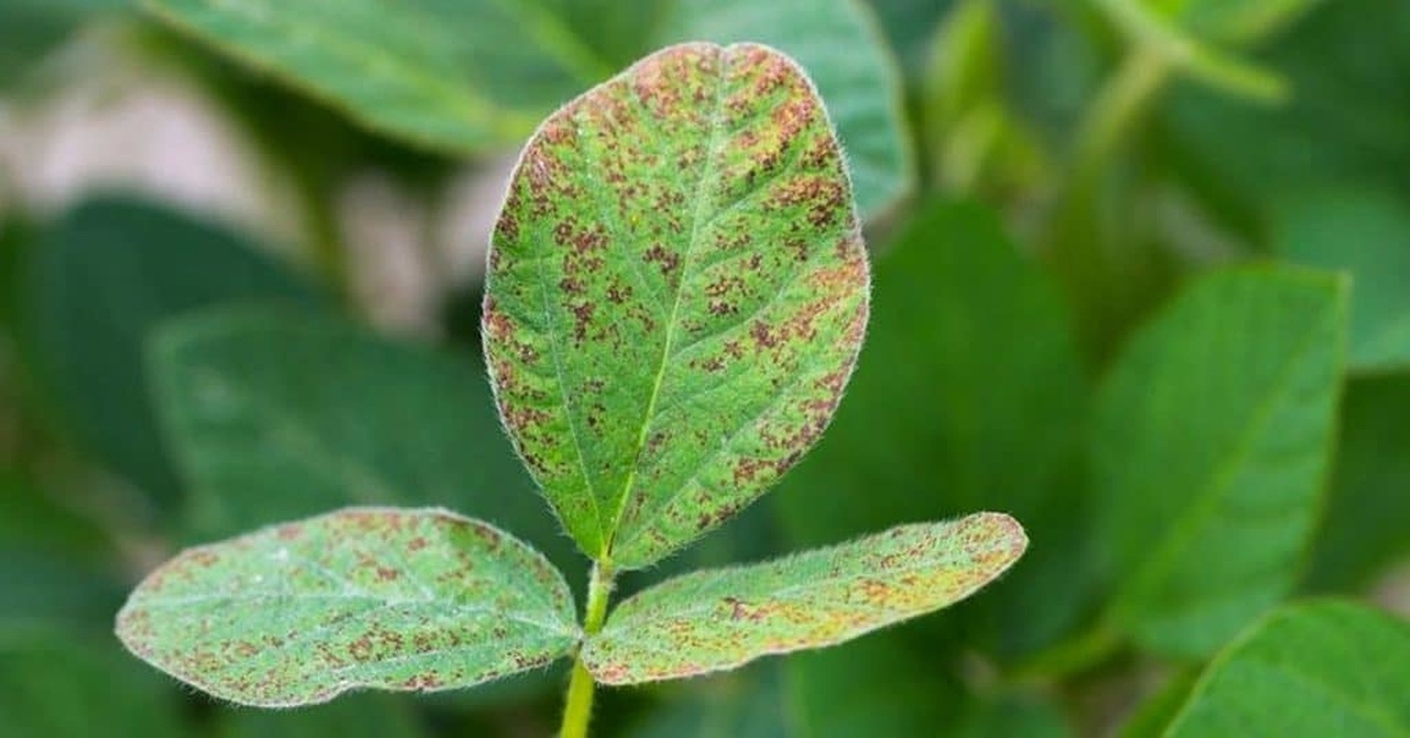 doenças da soja saiba como prevenir