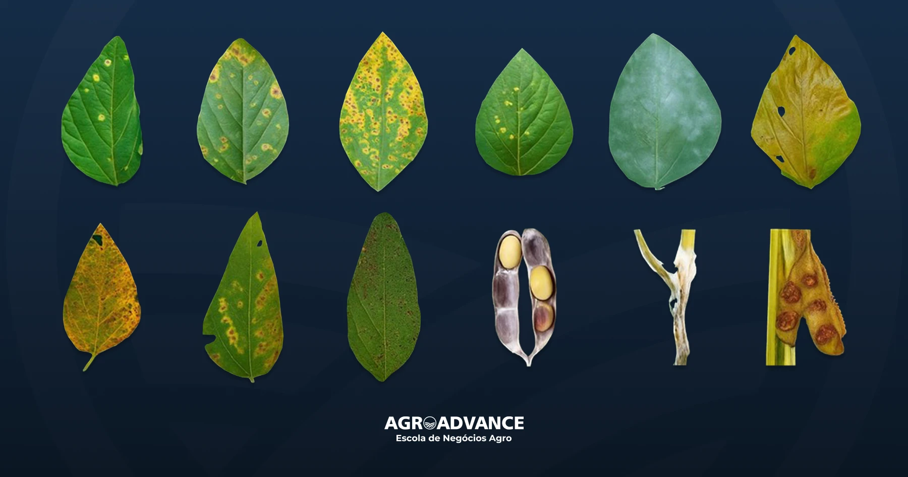 Vazio Sanitário da Soja: O que é e Como Impacta sua Lavoura