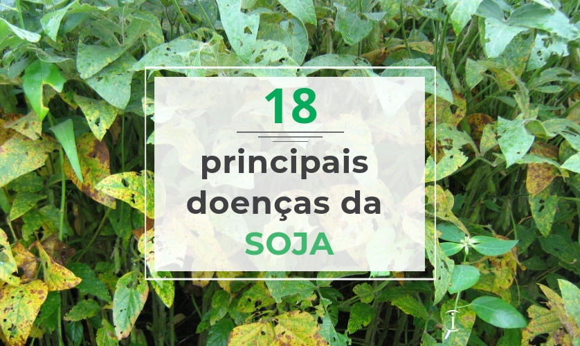 Fungicidas para Soja: Escolhendo os Melhores Ativos e Evitando Resistência