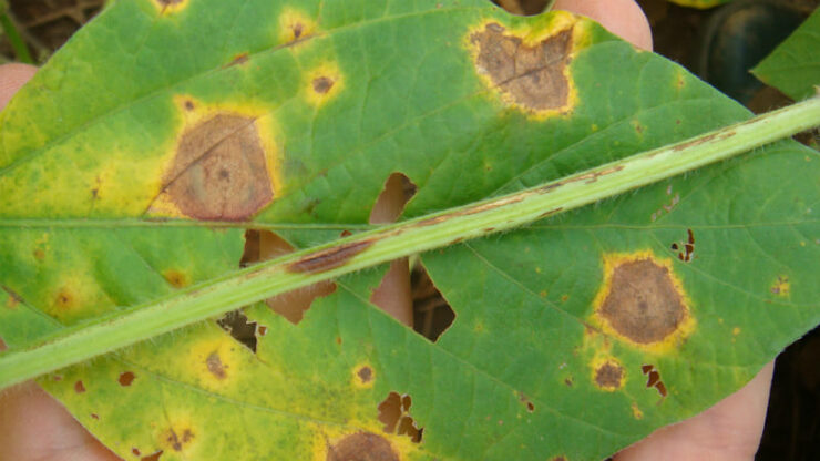 Tratamento de Sementes de Soja: Passo a Passo para uma Germinação Saudável
