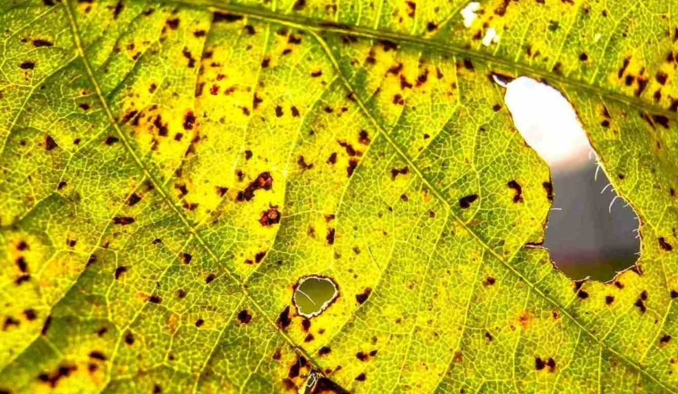 Guia Completo: Identificação dos Sintomas das Principais Doenças da Soja