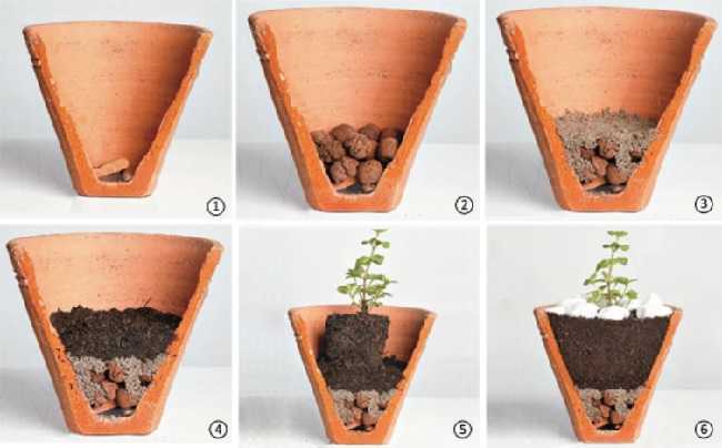 Guia Completo: Escolhendo o Vaso Ideal para Cada Tipo de Planta