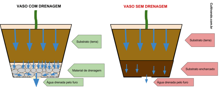 Dicas Essenciais de Rega para Evitar o Excesso de Água em Vasos