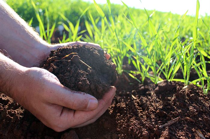 dúvidas sobre o cultivo de trigo