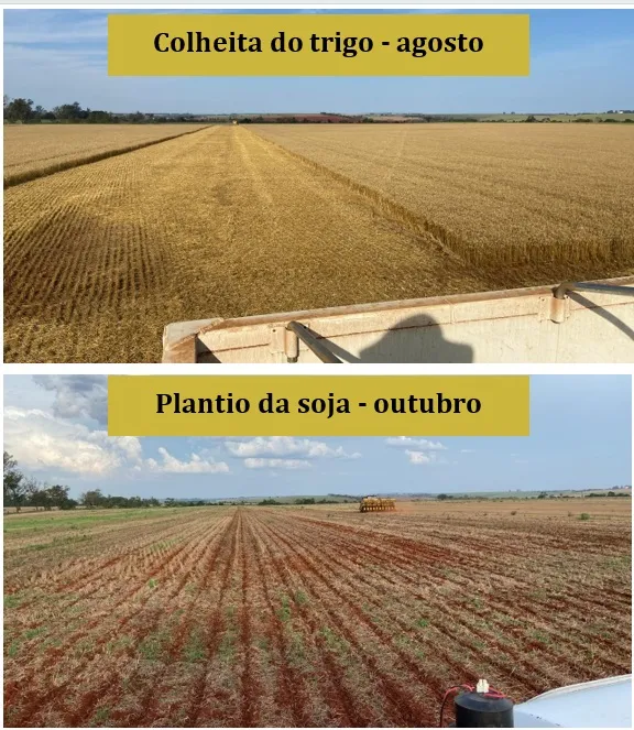 Guia Completo do Zoneamento Agrícola para Trigo no Brasil