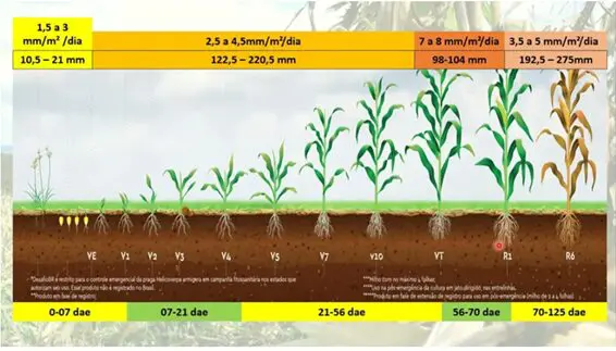 Análise de Solo para Milho: O Passo Essencial para o Sucesso