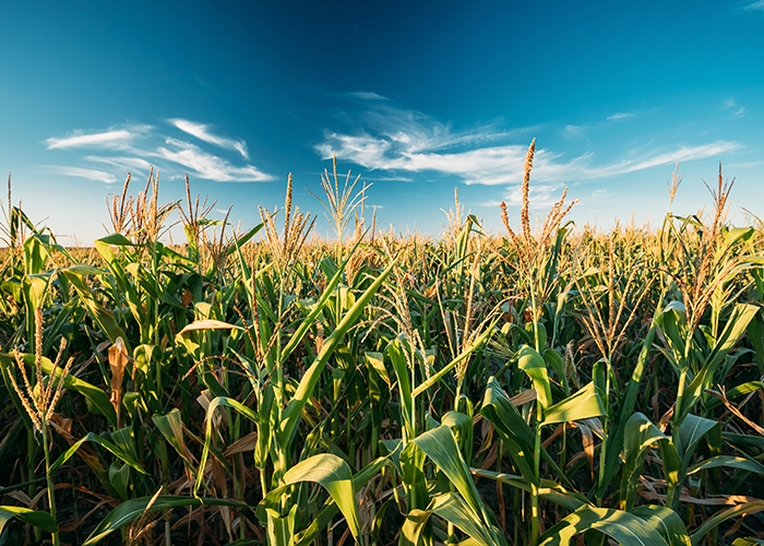 Adubação do Milho: Estratégias para Máxima Produtividade