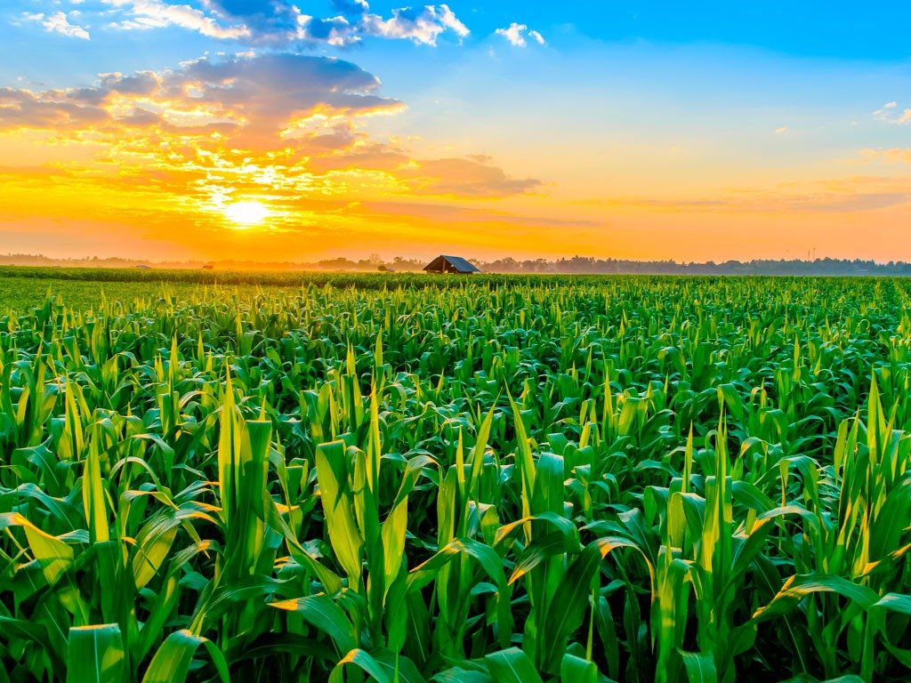 dúvidas sobre o plantio de milho