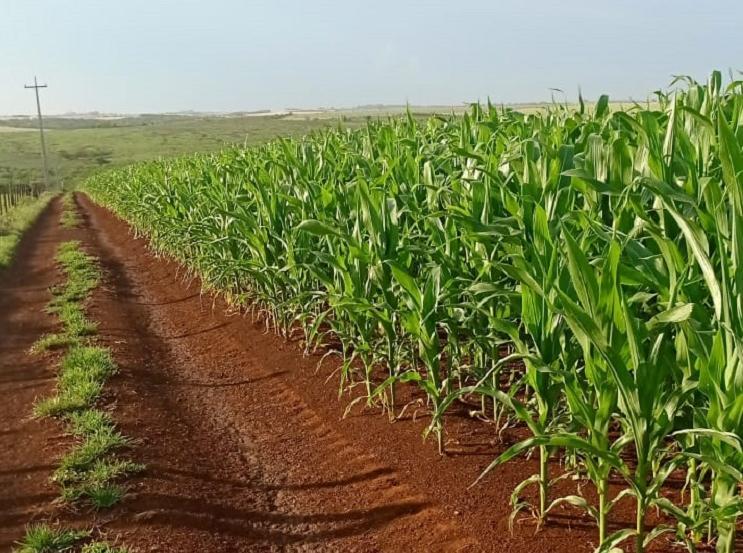 Adubação do Milho: Estratégias para Máxima Produtividade