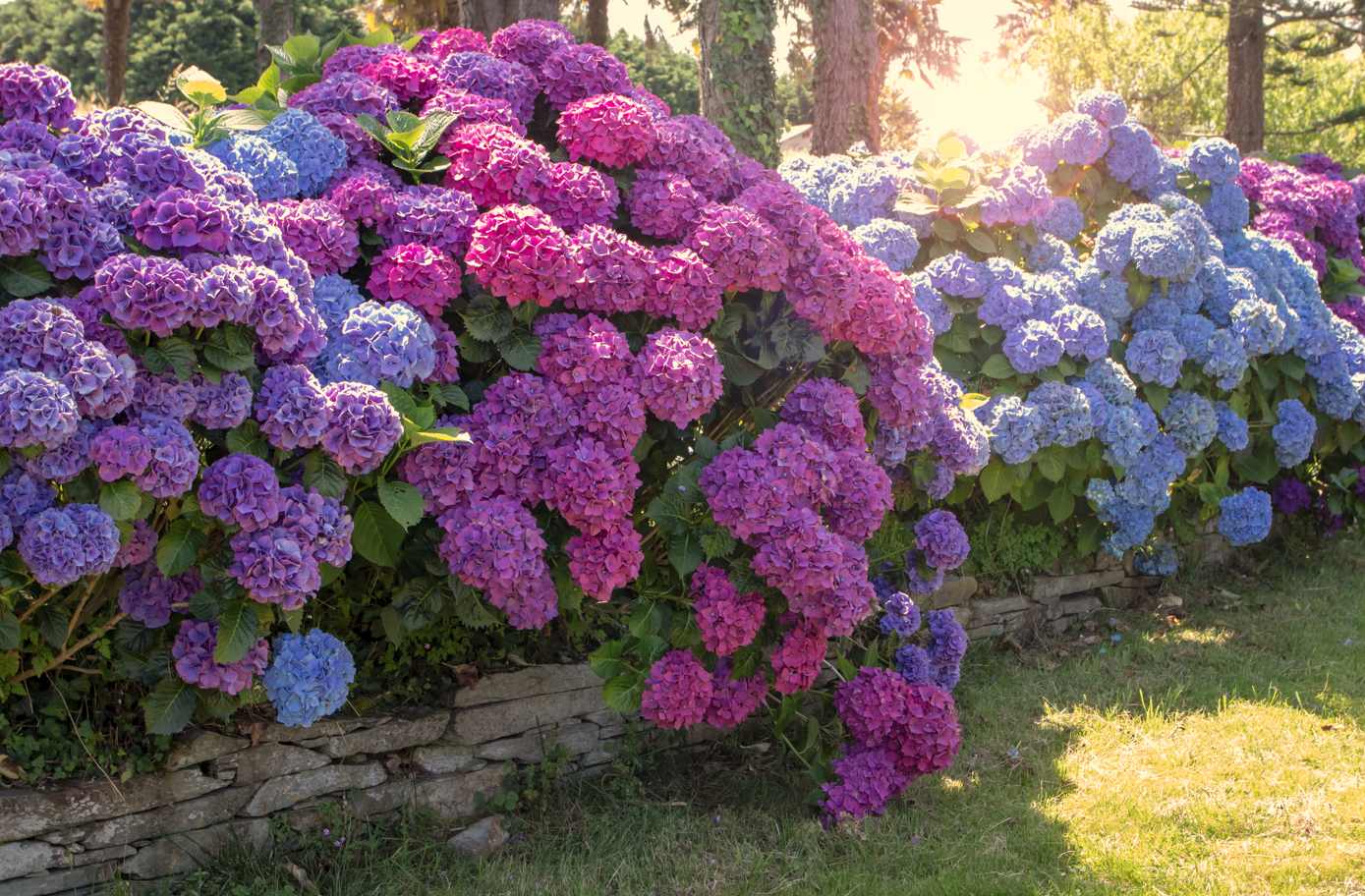 Guia Completo de Plantas para Canteiros na Base do Muro