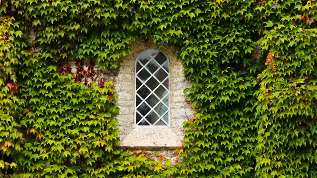 Guia Completo de Plantas para Canteiros na Base do Muro