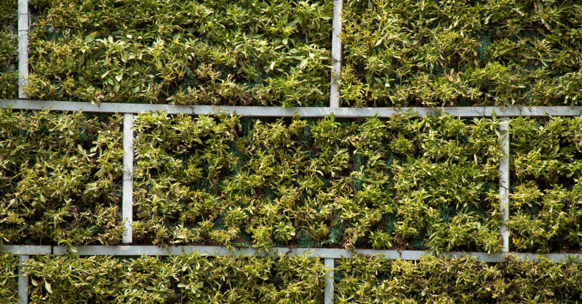 Cerca Viva: As Melhores Plantas para Garantir Privacidade no Seu Jardim