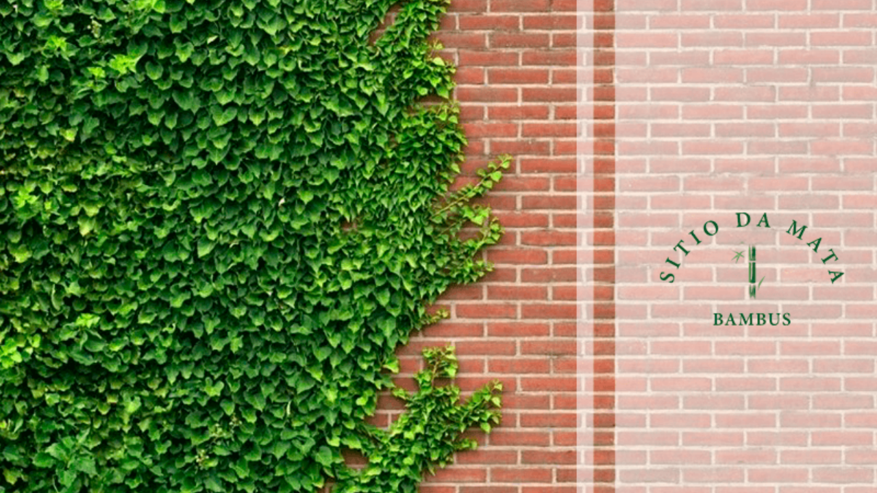 escolher as plantas certas para o muro
