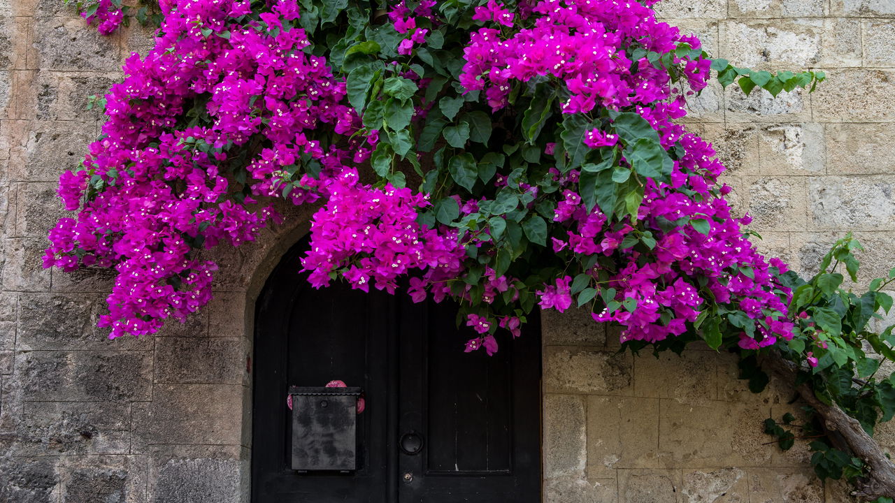 Como Escolher a Melhor Trepadeira para Seu Muro Verde