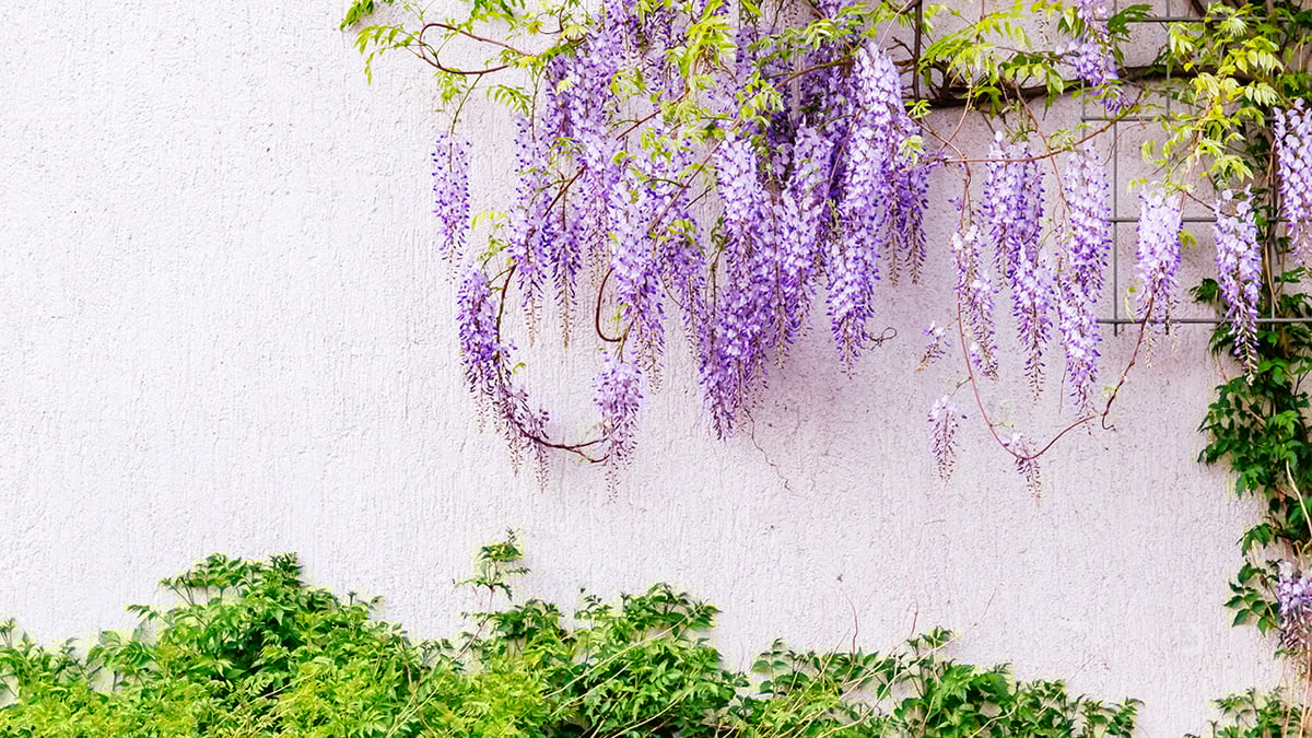 Cerca Viva: As Melhores Plantas para Garantir Privacidade no Seu Jardim
