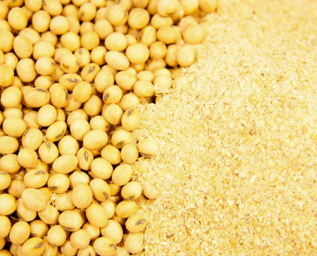 Como calcular a quantidade de farelo de soja na ração de suínos