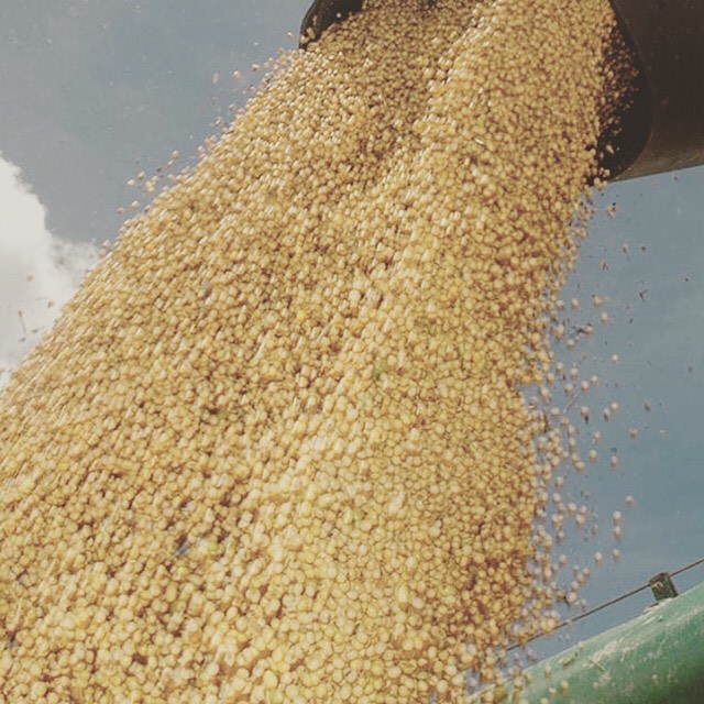 farelo de soja na alimentação animal