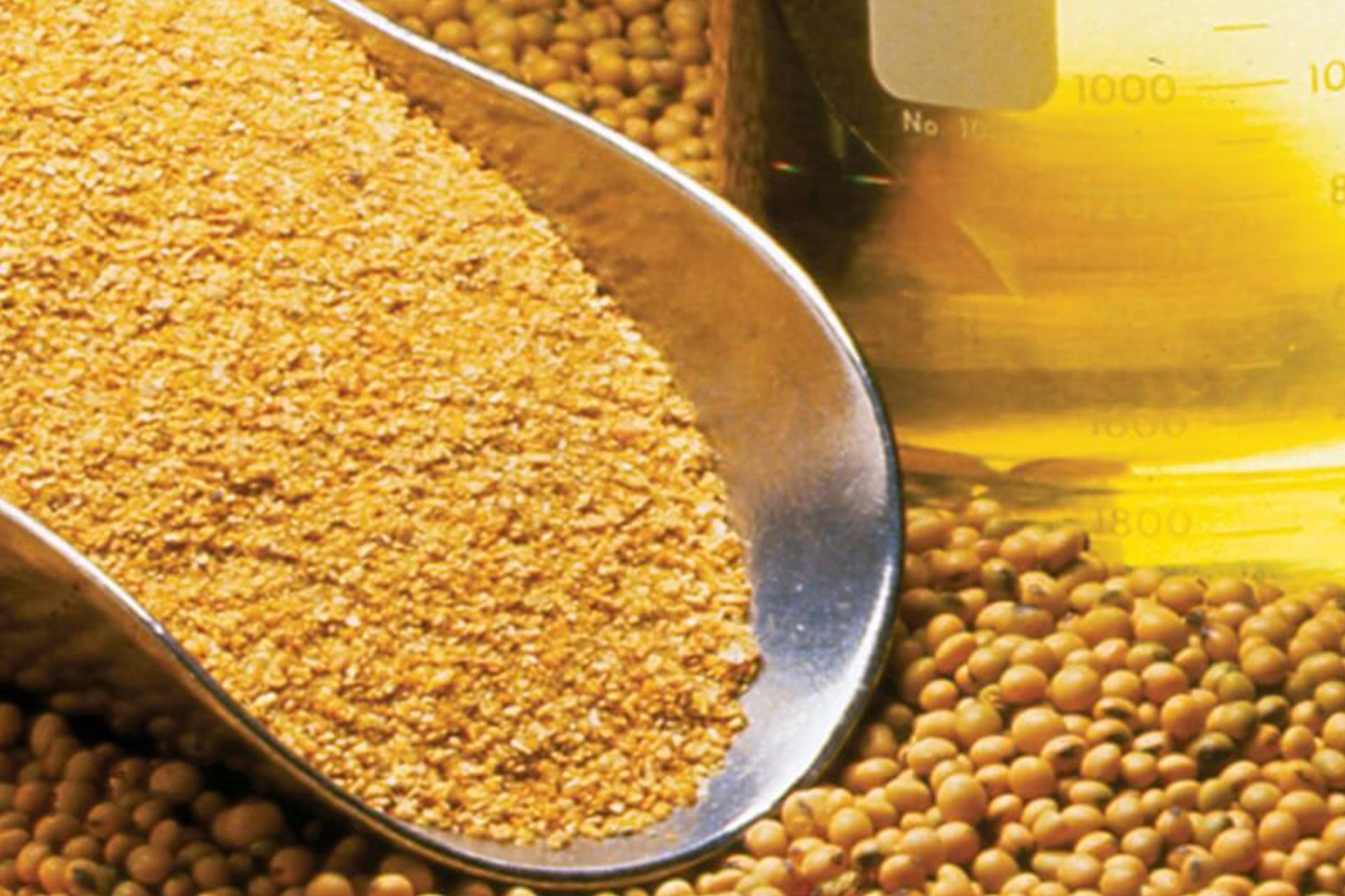 Como calcular a quantidade de farelo de soja na ração de suínos