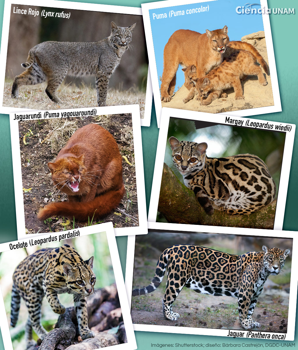 A Incrível Adaptação dos Felinos à Vida Noturna