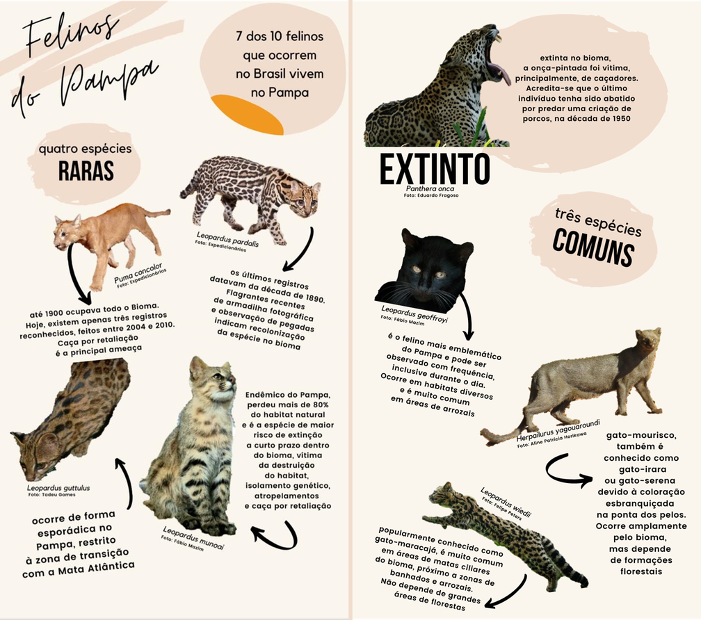 Os 10 Maiores Felinos do Mundo e Suas Características