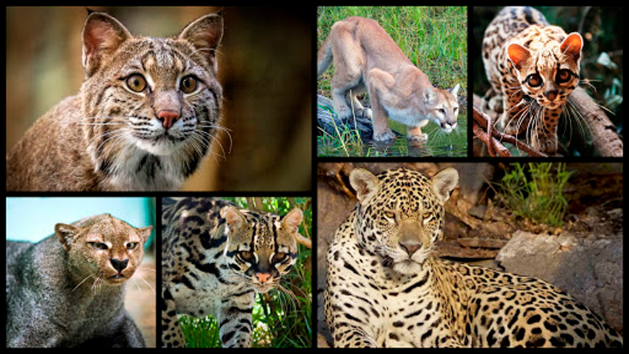 Guia Completo de Cuidados com Gatos Domésticos: Saúde e Bem-Estar