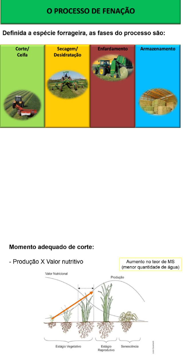 fenação e ensilagem qual a diferença