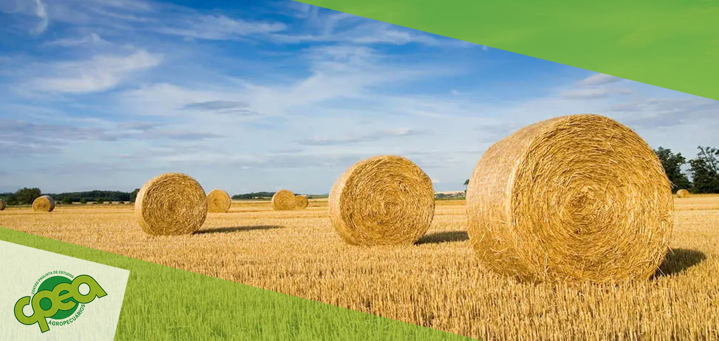 Como escolher a forrageira ideal para ensilagem